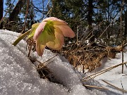 02 Sui sentieri gli ellebori baciati dal sole si stanno scrollando di dosso la neve aprilina